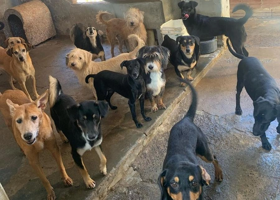 99382db6df-cachorros-abandonados-em-sao-paulo.webp