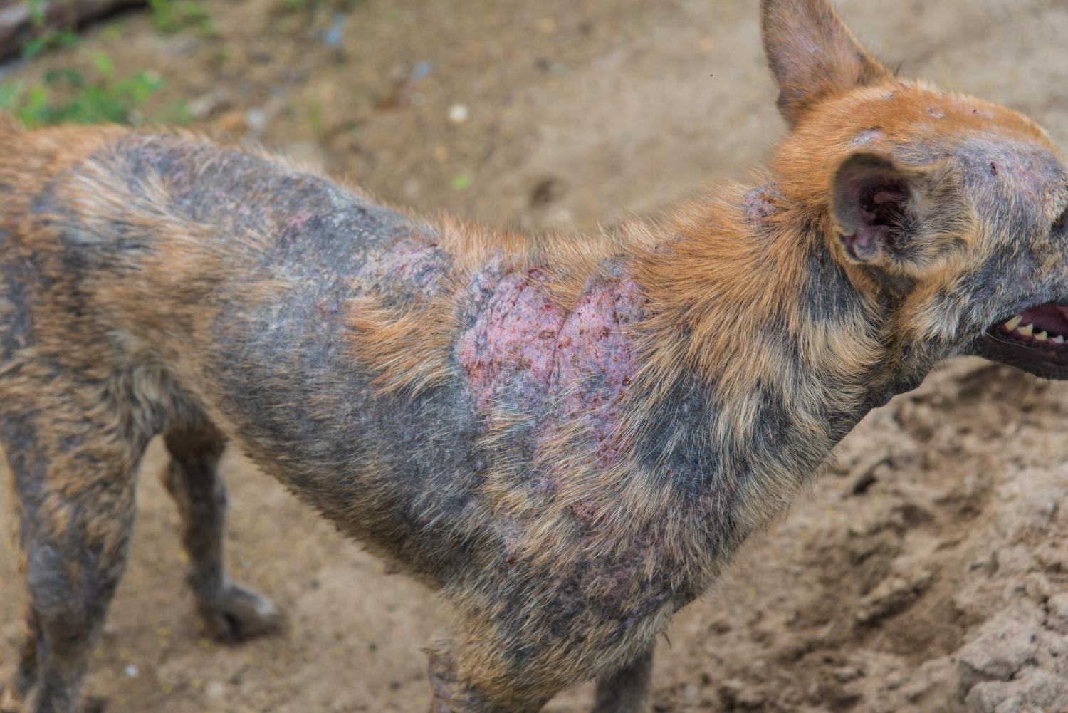 cachorro-com-varias-feridas-pelo-corpo-causada-pela-esporotricose.jpg