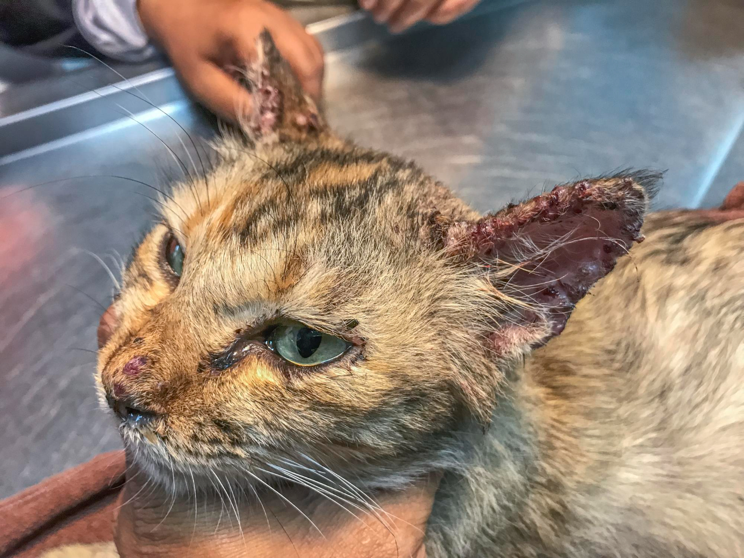 gatos-com-cancer-de-pele-lesoes-cutaneas.jpg